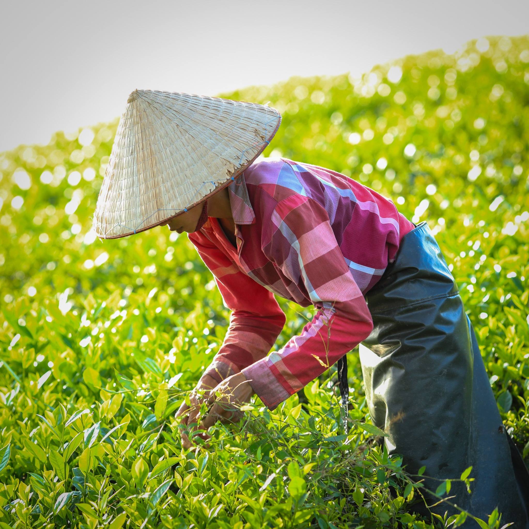 Teeernte auf einer grünen Teeplantage