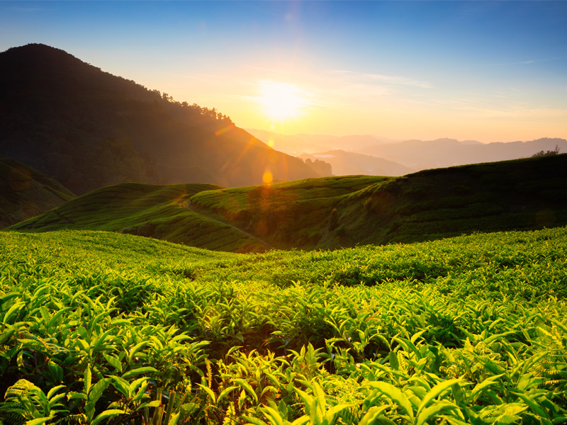 Teeplantage mit Sonnenuntergang